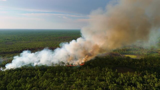 Prescribed fire set intentionally in Florida woodland, clearing undergrowth with carefully managed flames and smoke.