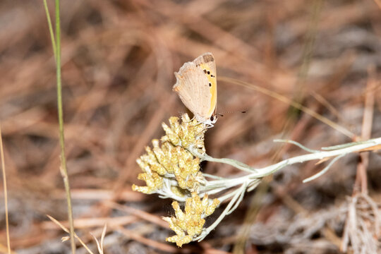 En un soleado d&iacute;a una hermosa Mariposa manto bicolor (Lycaena phlaeas)