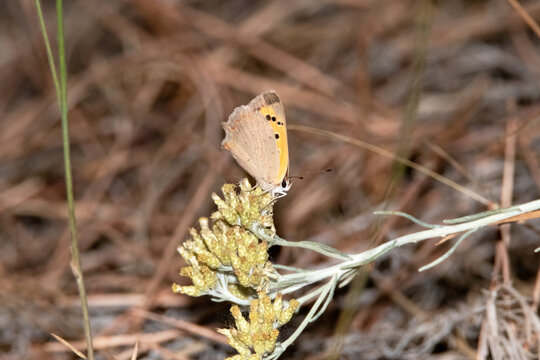 Paseando por el pinar veo a esta preciosidad. 
Mariposa manto bicolor (Lycaena phlaeas) 