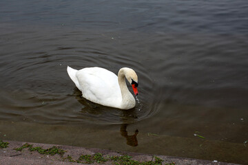 swan on the lake © sevcan