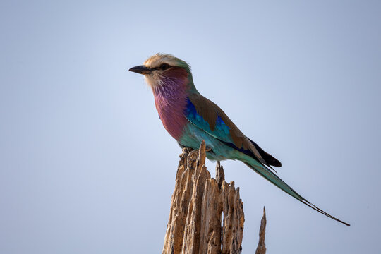 lilac breasted roller on a branch