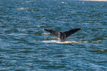 orca tail © Luke