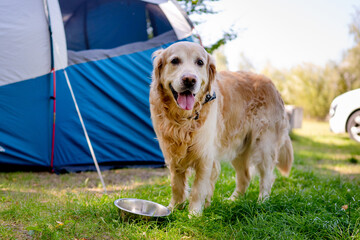 Fototapeta premium Golden Retriever standing by a camping tent during the day