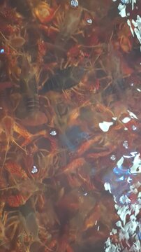 Many live crayfish move in water at a seafood market, fresh raw ingredients, traditional asian food, exotic local market.