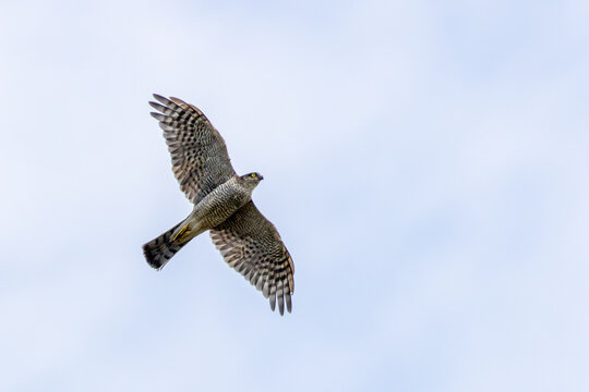 Eurasian Sparrowhawk in flight