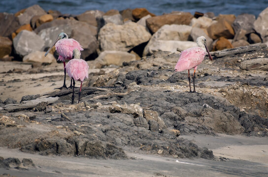 Roseate spoonbills (Platalea ajaja) on newly created mudflats in Dauphin Island Alabama