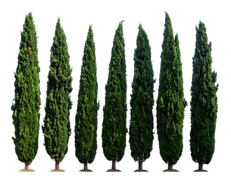 Cypress trees row featuring seven tall evergreen Italian plants with textured green foliage arranged in a straight line for graphic design&nbsp;