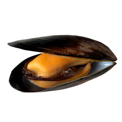 ムール貝 殻付き身付き自家製切り抜き 食材素材海鮮魚介類加熱済み単体 © as_design