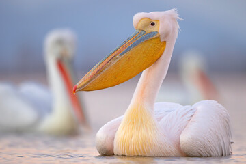 Pelikan różowy, pelikan baba (Pelecanus onocrotalus) © Grzegorz