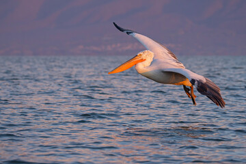 Pelikan kędzierzawy (Pelecanus crispus) © Grzegorz
