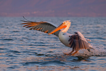 Pelikan kędzierzawy (Pelecanus crispus) © Grzegorz