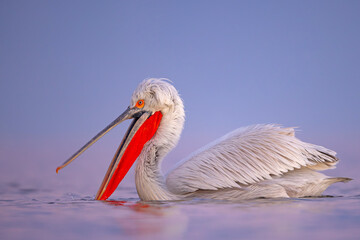 Pelikan kędzierzawy (Pelecanus crispus) © Grzegorz