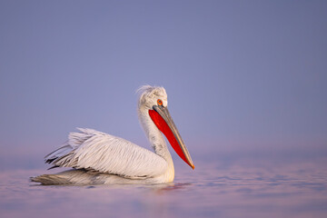 Pelikan kędzierzawy (Pelecanus crispus) © Grzegorz