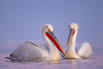 Pelikan kędzierzawy (Pelecanus crispus) © Grzegorz