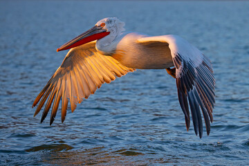 Pelikan kędzierzawy (Pelecanus crispus) © Grzegorz