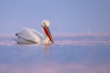 Pelikan kędzierzawy (Pelecanus crispus) © Grzegorz