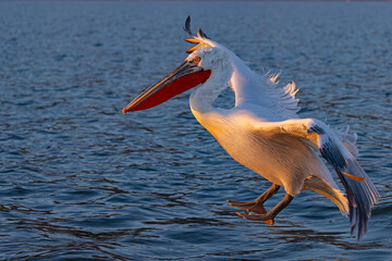 Pelikan kędzierzawy (Pelecanus crispus) © Grzegorz