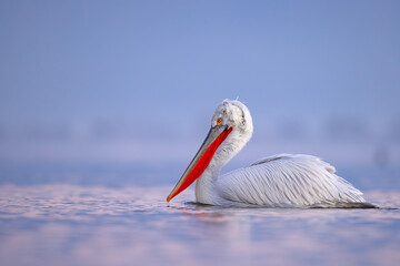 Pelikan kędzierzawy (Pelecanus crispus) © Grzegorz