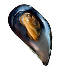 ムール貝 殻付き身付き自家製切り抜き 食材素材海鮮魚介類加熱済み単体 © as_design