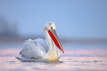 Pelikan kędzierzawy (Pelecanus crispus) © Grzegorz