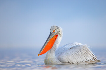 Pelikan kędzierzawy (Pelecanus crispus) © Grzegorz