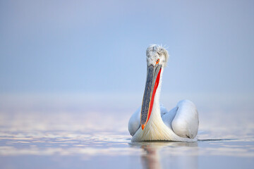 Pelikan kędzierzawy (Pelecanus crispus) © Grzegorz