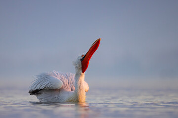 Pelikan kędzierzawy (Pelecanus crispus) © Grzegorz