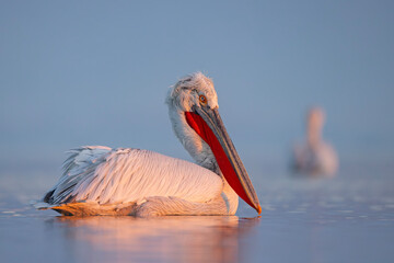 Pelikan kędzierzawy (Pelecanus crispus) © Grzegorz