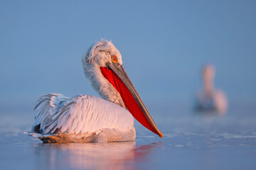 Pelikan kędzierzawy (Pelecanus crispus) © Grzegorz