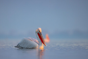Pelikan kędzierzawy (Pelecanus crispus) © Grzegorz