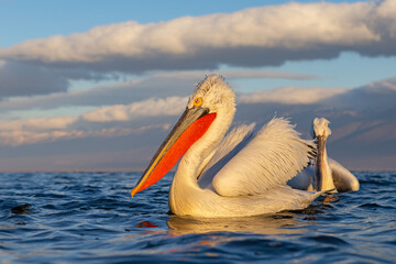 Pelikan kędzierzawy (Pelecanus crispus) © Grzegorz