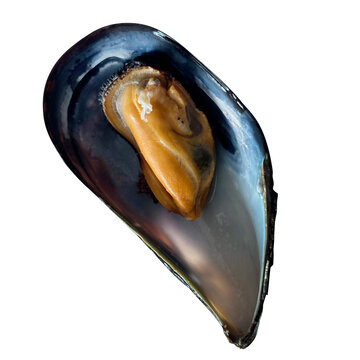 ムール貝 殻付き身付き自家製切り抜き 食材素材海鮮魚介類加熱済み単体