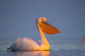 Pelikan różowy, pelikan baba (Pelecanus onocrotalus) © Grzegorz