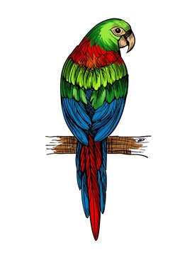 Colorful parrot bird perched on wooden branch illustration for wildlife graphic projects.