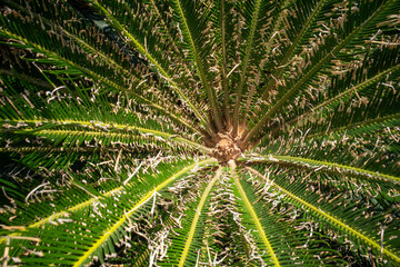 Pakis Haji, Sago palm leaves (Cycas revoluta) green leaves © JakaSuryanta