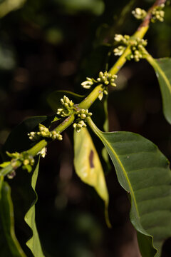 Bot&otilde;es de flores brancas de caf&eacute; desabrochando em uma planta&ccedil;&atilde;o de caf&eacute; especial org&acirc;nico em Minas Gerais. Safra 2026/2027.