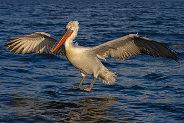 Pelikan kędzierzawy (Pelecanus crispus) © Grzegorz