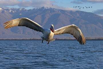 Pelikan kędzierzawy (Pelecanus crispus) © Grzegorz