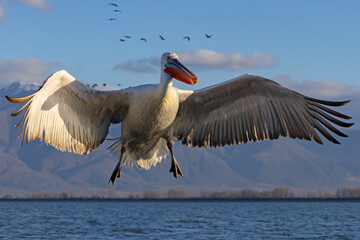 Pelikan kędzierzawy (Pelecanus crispus) © Grzegorz