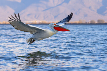 pelikan, kędzierzawy (Pelecanus crispus) © Grzegorz