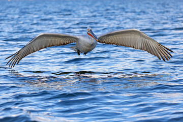 pelikan, kędzierzawy (Pelecanus crispus) © Grzegorz