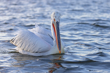 pelikan, kędzierzawy (Pelecanus crispus) © Grzegorz