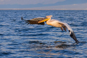 Pelikan różowy, pelikan baba (Pelecanus onocrotalus) © Grzegorz