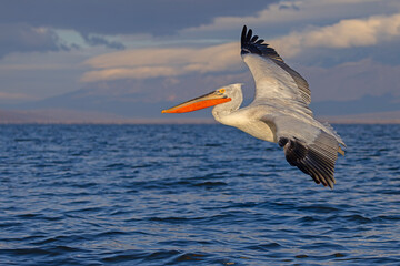 pelikan, kędzierzawy (Pelecanus crispus) © Grzegorz