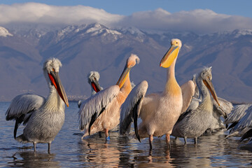 Pelikany kędzierzawe (Pelecanus crispus) i pelikany różowe (Pelecanus onocrotalus) © Grzegorz