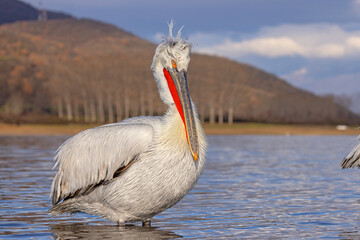 pelikan, kędzierzawy (Pelecanus crispus) © Grzegorz