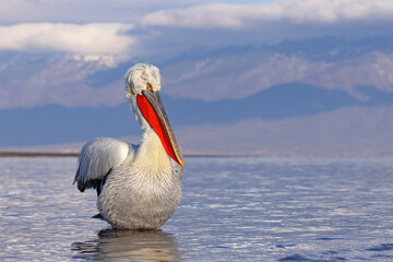 pelikan, kędzierzawy (Pelecanus crispus) © Grzegorz