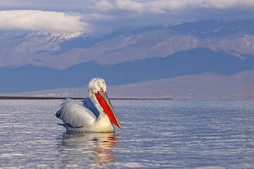 pelikan, kędzierzawy (Pelecanus crispus) © Grzegorz