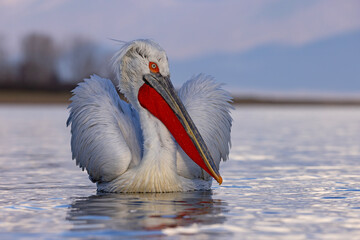 pelikan, kędzierzawy (Pelecanus crispus) © Grzegorz