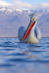 pelikan, kędzierzawy (Pelecanus crispus) © Grzegorz